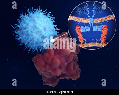 Traitement par récepteur d'antigène chimérique (RAC), illustration Banque D'Images