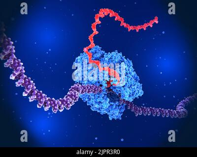 ARN polymérase transcrivant l'ADN en ARN, illustration Banque D'Images