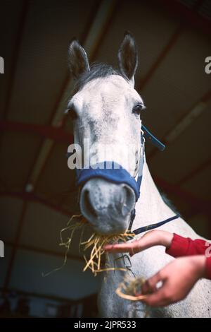 Donnez-moi foin et IM bon. Une femme méconnaissable nourrissant son cheval un peu de foin. Banque D'Images