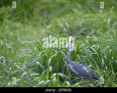 Petit héron immature avec plumes bleues et blanches debout dans une grande herbe verte. Photographié avec une faible profondeur de champ. Banque D'Images