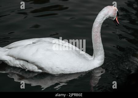 Cygne bosse, Cygnus olor, natation, vue rapprochée. Banque D'Images
