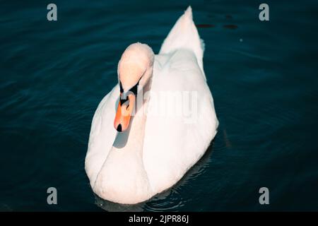 Cygne bosse, Cygnus olor, natation, vue rapprochée. Banque D'Images
