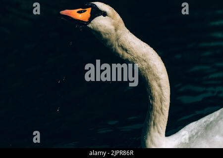 Cygne bosse, Cygnus olor, natation, vue rapprochée. Banque D'Images