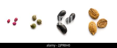 variété de graines végétales, de gauche à droite : radis blanc, okra ou doigts de dame, haricots et gourde amer ou melon, isolés sur fond blanc Banque D'Images