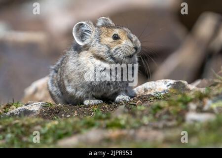 Un gros plan de pika moelleuse dans son habitat naturel Banque D'Images