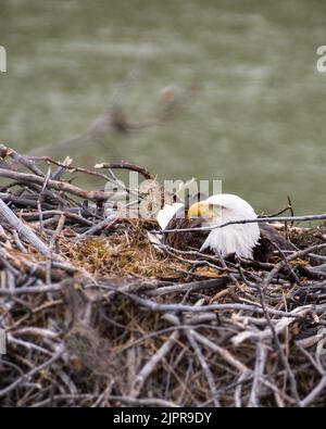 Aigle à tête blanche assis dans son nid, entouré de bâtons Banque D'Images