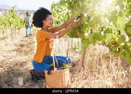 Employé de vignoble avec sécateur de raisin élagage et coupe des cultures sur ferme durable, champ de fruits et verger pour l'agriculture, le vin et l'alcool Banque D'Images