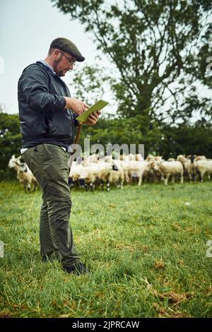 Qu'est-il temps pour demain. Un jeune agriculteur concentré debout avec une tablette numérique tandis qu'un troupeau de moutons tombe en arrière-plan. Banque D'Images