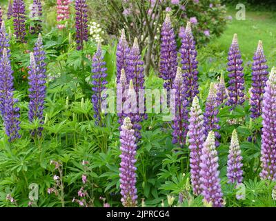 Lupins dans un jardin Banque D'Images