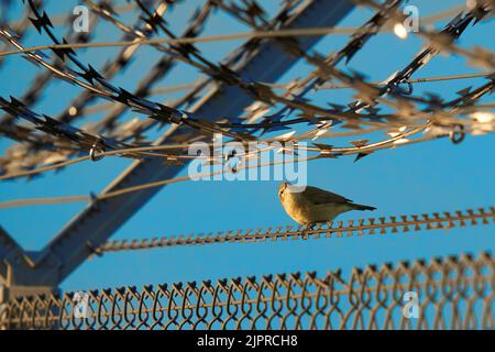 1 Nightingale (Luscinia megarhynchos, Nightingale) entre une clôture militaire barbelée. Chantez un oiseau assis sur un dispositif de sécurité d'un aéroport. Banque D'Images