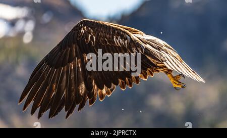 Jeune aigle à tête blanche sauvage, juvénile, volant dans la région sauvage du nord du Canada. Banque D'Images