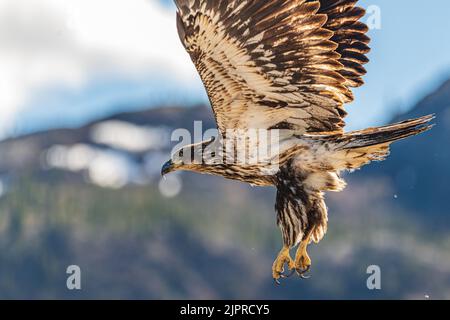 Jeune aigle à tête blanche sauvage, juvénile, volant dans la région sauvage du nord du Canada. Banque D'Images