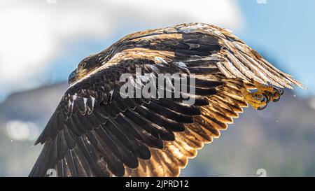 Jeune aigle à tête blanche sauvage, juvénile, volant dans la région sauvage du nord du Canada. Banque D'Images