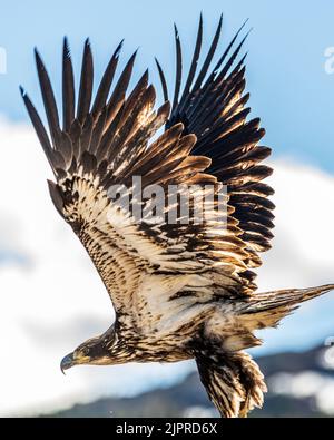 Jeune aigle à tête blanche sauvage, juvénile, volant dans la région sauvage du nord du Canada. Banque D'Images