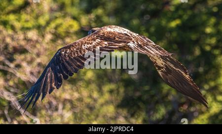 Jeune aigle à tête blanche sauvage, juvénile, volant dans la région sauvage du nord du Canada. Banque D'Images