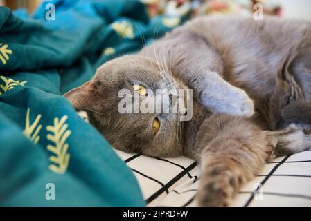 Un joli chat pygashort britannique gris se trouve dans le lit. Un animal drôle s'est installé confortablement pour dormir de près Banque D'Images