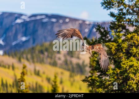 Jeune aigle à tête blanche sauvage, juvénile, volant dans la région sauvage du nord du Canada. Banque D'Images