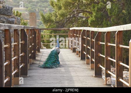 Lumière du matin, paon assis sur un pont en bois, le palais de Knossos, Héraklion, le centre de la Crète, l'île de Crète, Grèce Banque D'Images