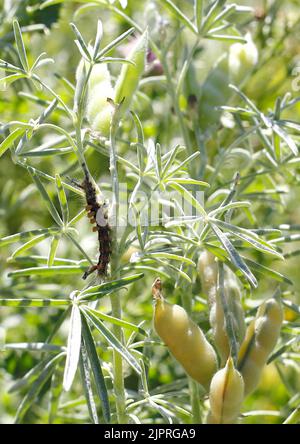 Stunmoth (Orgyia antiqua), Noirthorn, chenille sur lupin (Lupinus), Rhénanie-du-Nord-Westphalie, Allemagne Banque D'Images