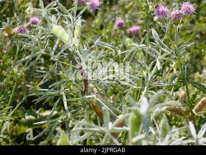 Stunmoth (Orgyia antiqua), Noirthorn, chenille sur lupin (Lupinus), Rhénanie-du-Nord-Westphalie, Allemagne Banque D'Images