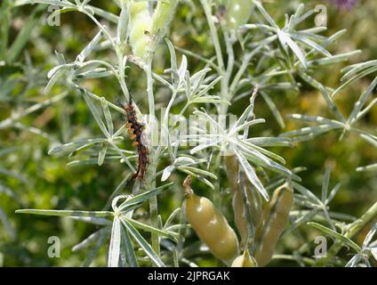 Stunmoth (Orgyia antiqua), Noirthorn, chenille sur lupin (Lupinus), Rhénanie-du-Nord-Westphalie, Allemagne Banque D'Images