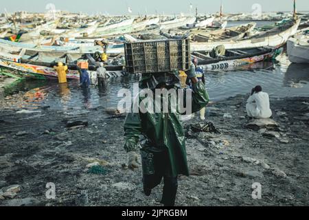 Déchargement des prises au port, Port de pêche Traditionelle, Nouadhibou, Mauritanie Banque D'Images