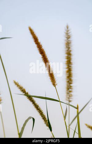 Le millet est un petit grain de céréales qui appartient à la famille de l'herbe. Résistant dans les environnements difficiles, il est couramment cultivé dans les pays asiatiques et africains Banque D'Images