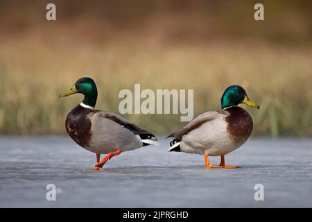 Mallard (Anas platyrhynchos), deux dragues sur la surface de glace, Kainuu, Finlande Banque D'Images