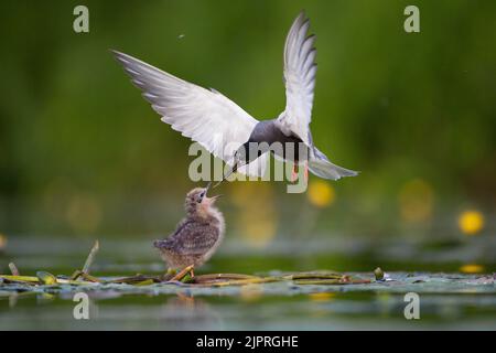 Sterne noire (Chlidonias niger) nourrissant un jeune oiseau en vol, Brandebourg, Allemagne Banque D'Images