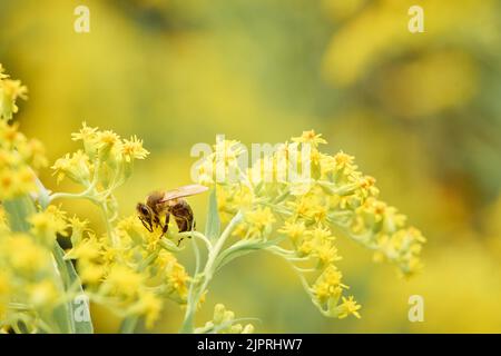 Abeille européenne (APIs mellifera) collectant le nectar d'une fleur jaune de verge rouge (Solidago), Styrie, Autriche Banque D'Images