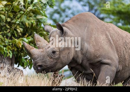 Un rhinocéros noir a été vu se déplacer dans les prairies et sous les arbres à Cheshire en août 2022. Banque D'Images