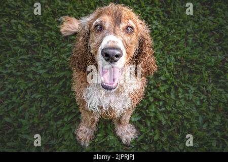 Un portrait d'un heureux Cocker anglais épagneul à fourrure humide regardant l'appareil photo Banque D'Images