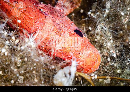 Petit scorpionfish rouge reposant latéralement sur des rochers surcultivés sur le site de plongée de Middlefinger à Gozo, Malte. Banque D'Images