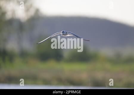 Une Sterne de Whiskered non reproductrice survolant les marais marécageux du Saint-Laurent dans le centre du Queensland en Australie à la recherche de proies. Banque D'Images