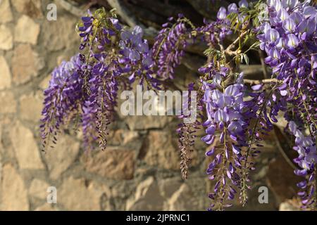 Le Bush de Wisteria sinensis, bleu-violet en fleurs, grimpe le mur de maçonnerie de pierres sauvages au soleil du matin de près. Banque D'Images