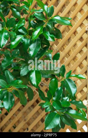 Feuilles vert vif de ficus benjamina sur treillis en bois flou. Plante en pot à la maison. Concept de jardinage. Décoration intérieure. Endroit confortable dans le jardin. Banque D'Images