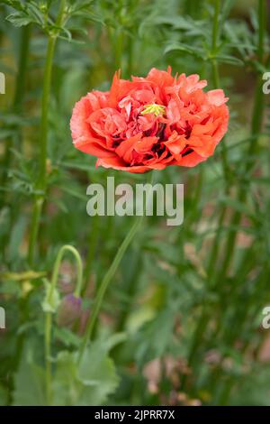 Double coquelicot rouge Banque D'Images