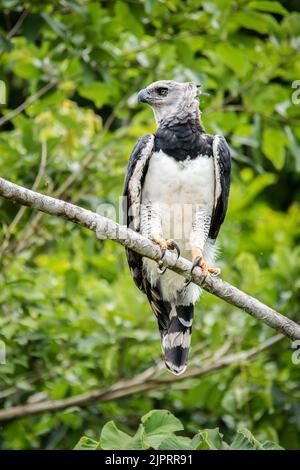 Aigle Harpy (Harpia harpyja), perché dans un arbre Banque D'Images