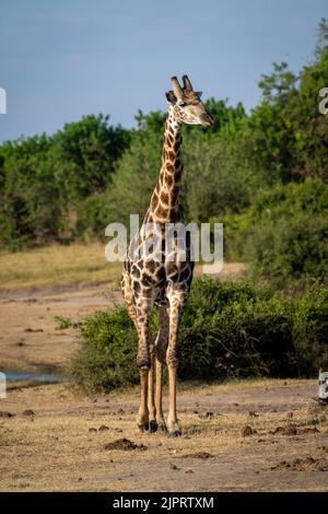 La girafe du sud se dirige vers la caméra par le fleuve Banque D'Images