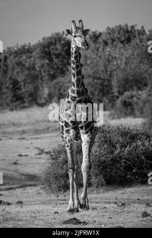 La girafe méridionale mono mâle se dirige vers l'appareil photo Banque D'Images
