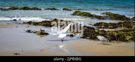 Mouette et goéland sur la plage de Batz-sur-Mer Banque D'Images