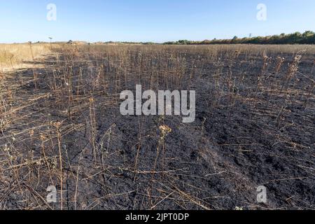 Un incendie d'herbe a éclaté sur Lambs Lane South à Rainham, Londres. Dix pompiers et environ 70 pompiers ont attaqué l'incendie. Une vaste zone d'herbe a Banque D'Images