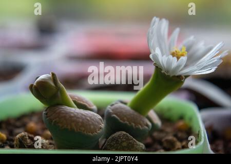 La photographie macro de Lithops en fleurs. Lithops en fleur. Fleur jaune-blanc de plante succulente. Banque D'Images