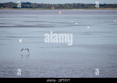 Mouette volant au-dessus du lac. Oiseaux volant au-dessus de l'eau. Photographie de paysage. Banque D'Images