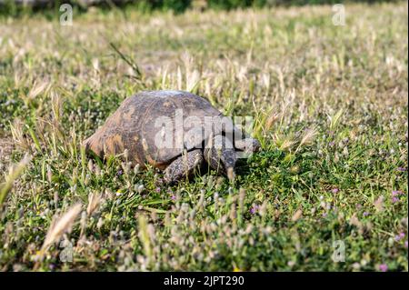 Petite tortue sulcata ou tortue poussée africaine marchant sur l'herbe verte. Gros plan. Banque D'Images