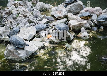 Île aux tortues dans le jardin national d'Athènes sur les rochers dans l'eau. Une tortue a grimpé au-dessus d'une autre. À proximité se trouve une mandarine. Gros plan. Banque D'Images