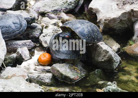 Île aux tortues dans le jardin national d'Athènes sur les rochers dans l'eau. Une tortue a grimpé au-dessus d'une autre. À proximité se trouve une mandarine. Gros plan. Banque D'Images