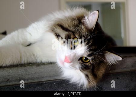 Gros plan d'un chat à ragdoll riffé Banque D'Images