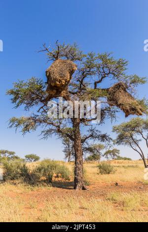 Oiseau de Weaver sociable ( Philetairus socius ) Nest est concocté dans un arbre d'acacia sur la route C21 près de Fish River Canyon en Namibie, Afrique australe Banque D'Images