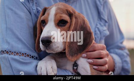 Beagle chiot avec son propriétaire. Femme chien de chasse sur fond bleu. Adorable animal de compagnie, nouveau membre de la famille. Banque D'Images